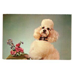 Poodle Dog Vintage Postcard Plastichrome Greetings Trippies Ray OH The King USA